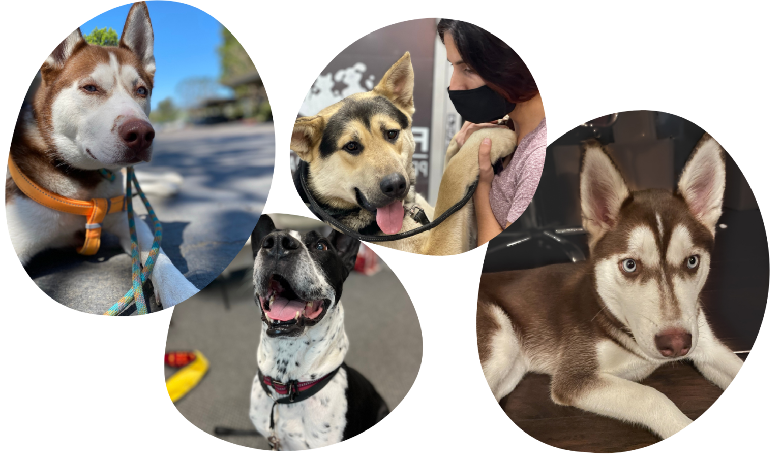 CRT K9 Dog Training San Diego Dog Behaviorist Expert