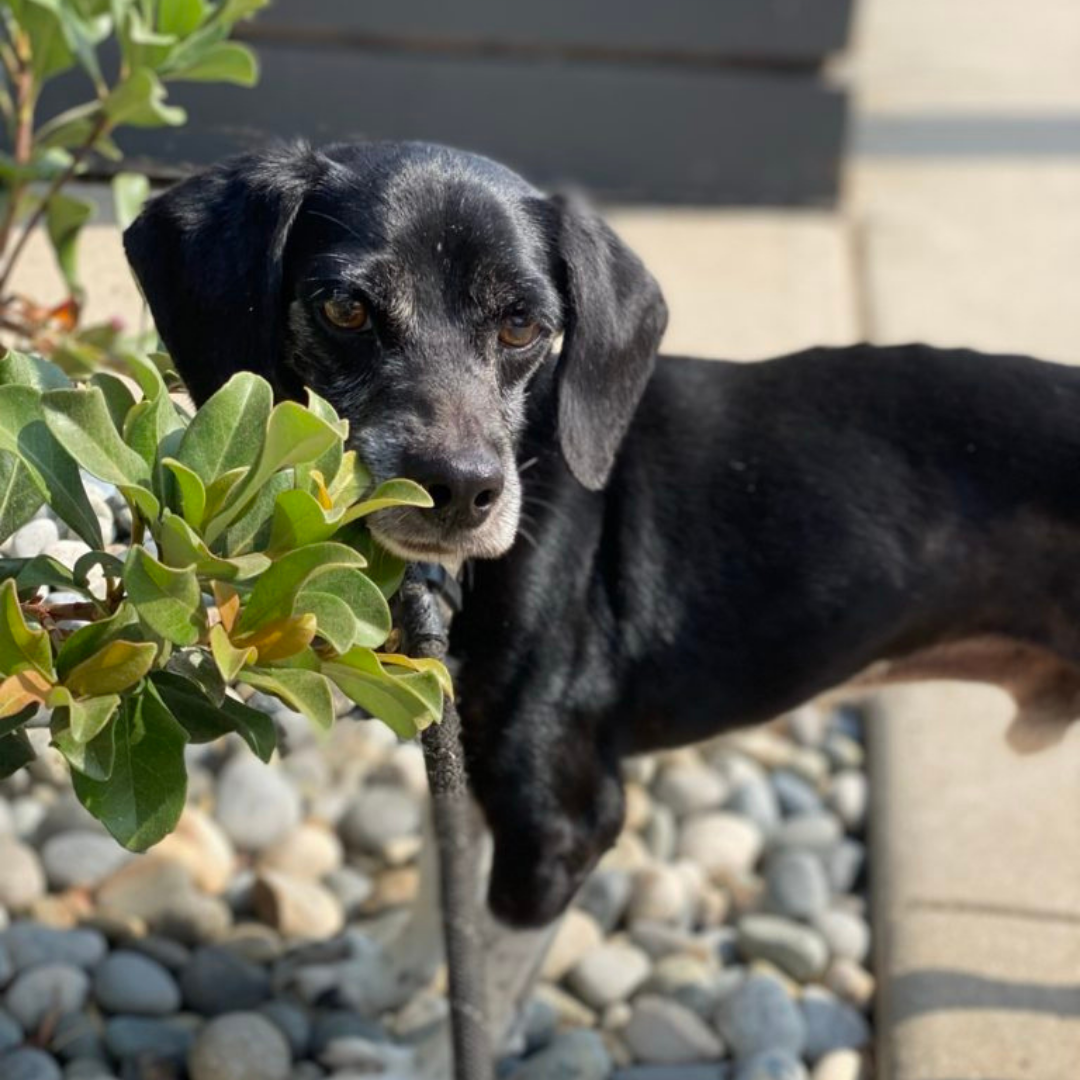 Black Dachshund Beagle Mix
