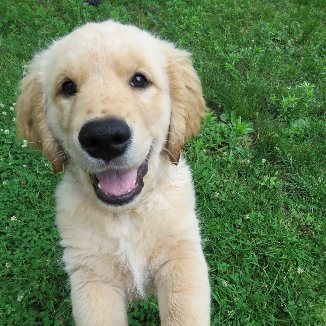 puppy jumping on camera