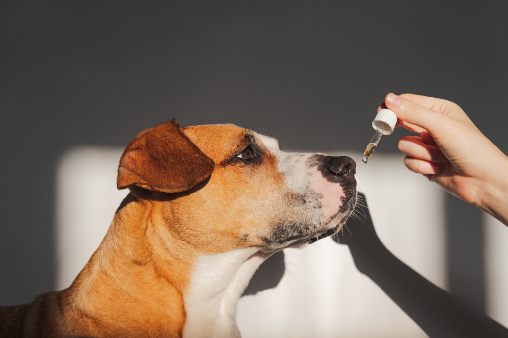 applying cbd to boxer dog