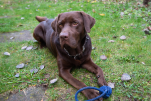 chocolate lab lying in grass with leash