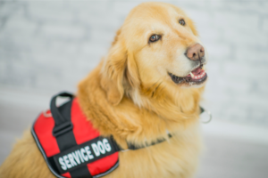 golden retriever with service dog harness