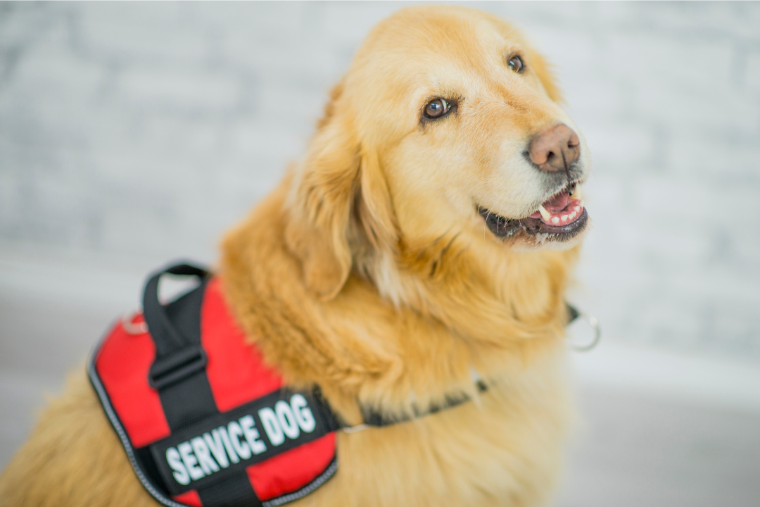 service-dog-training-san-diego-meet-our-trainer-crt-k9