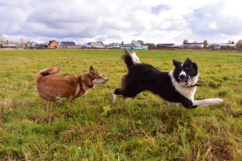 two dogs playing in a park