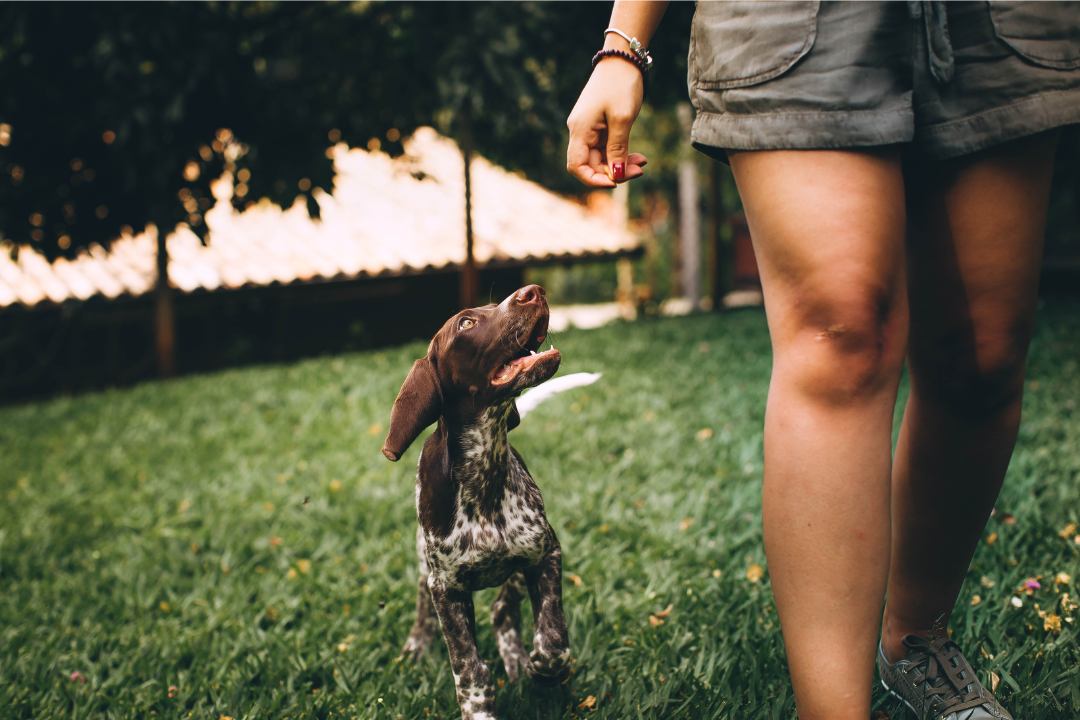 dog walking alongside trainer