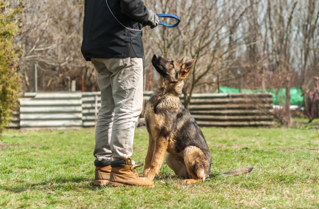 german shepherd sitting in training