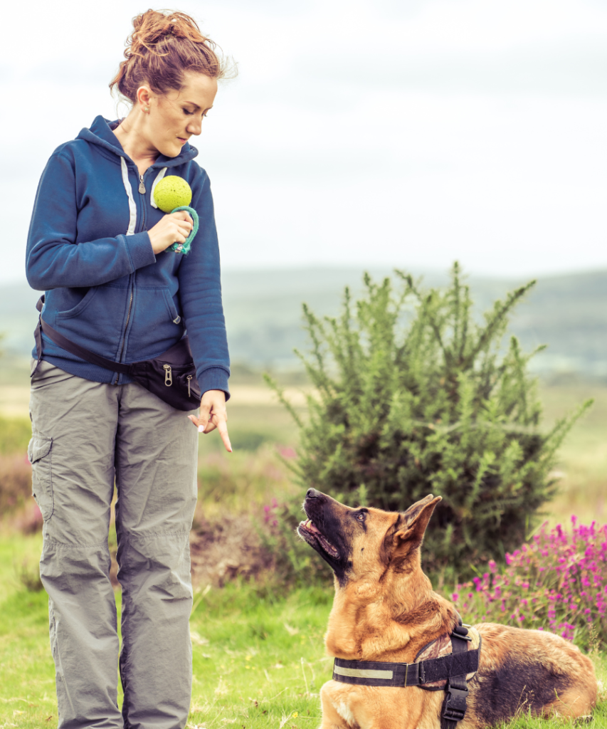 intern dog training holding a tennis ball with german shephard