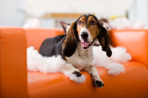 beagle sitting on a sofa eating pillow