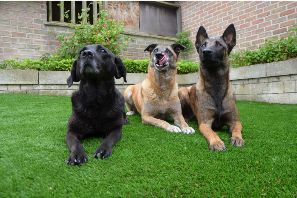three dogs laying on the grass