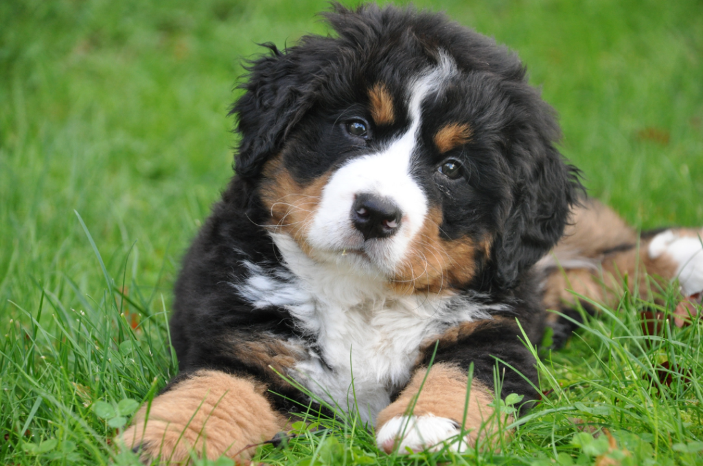 bernese mountain dog sitting in grass