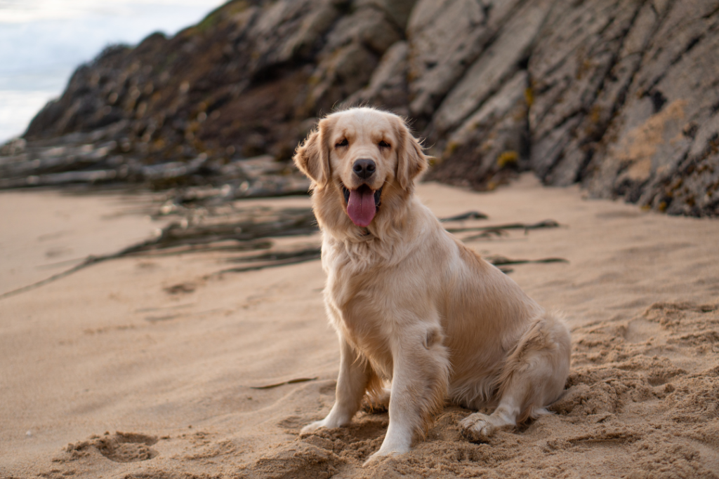 golden retriever on a beach