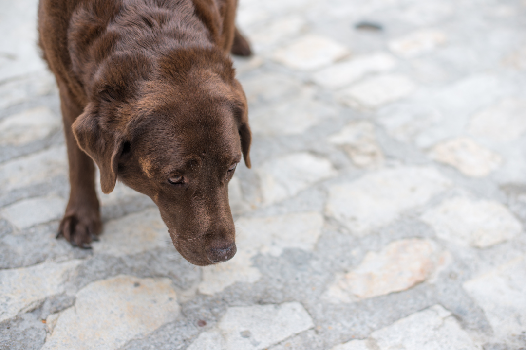 dog avoiding eye contact with owner