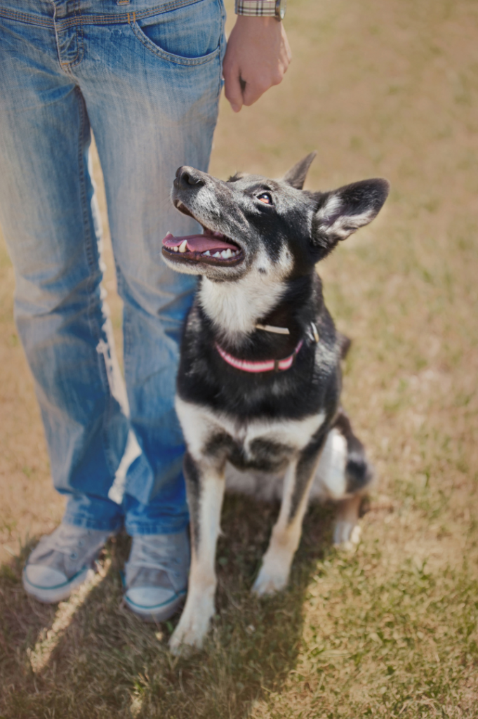 obedient dog sitting alongside owner