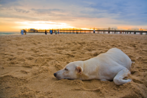 dog lying in the sand at a dog park in san diego