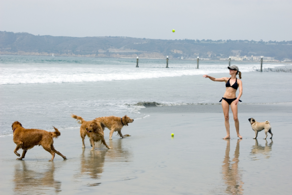 women throwing tennis ball for dogs at a dog beach in san diego