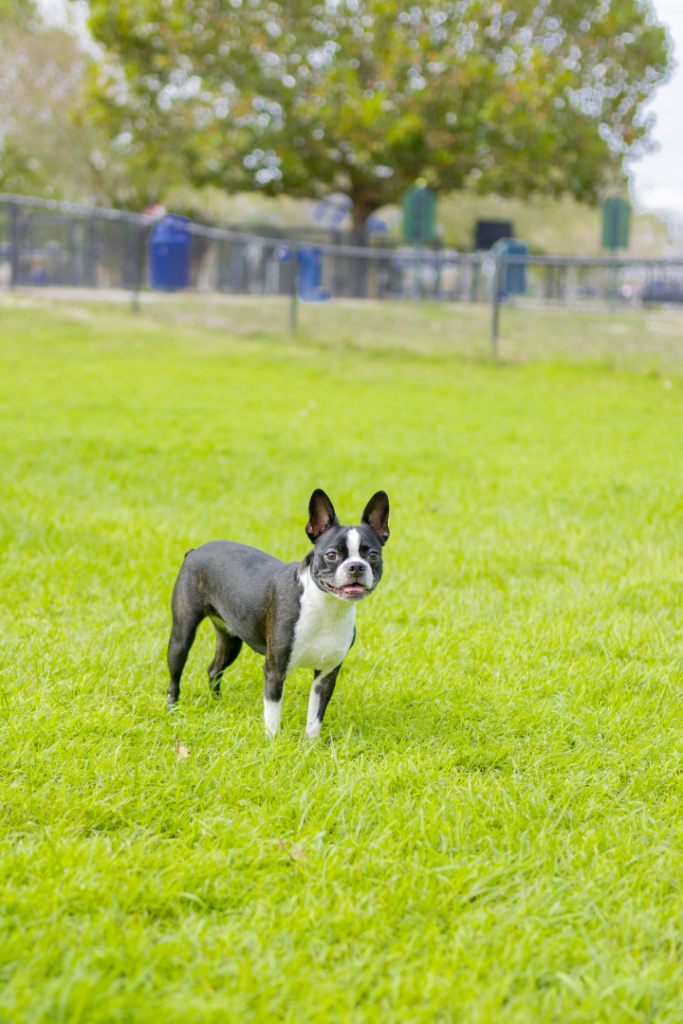 bulldog in san diego dog park