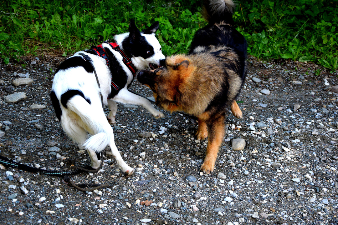 Male vs Female Dogs (Which is Easier to Train?) CRT K9