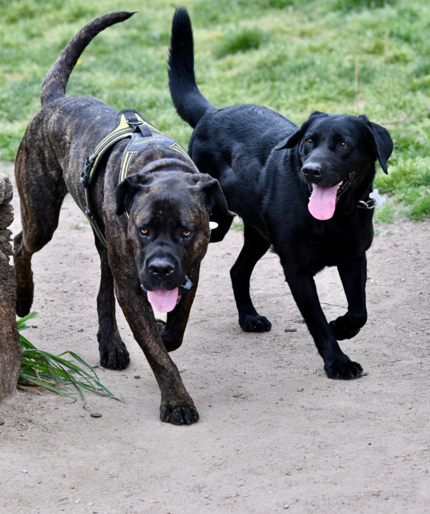 two happy dogs walking together