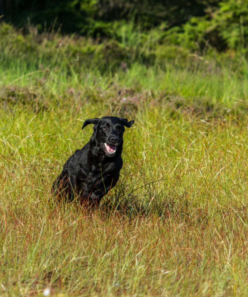 dog running through long grass