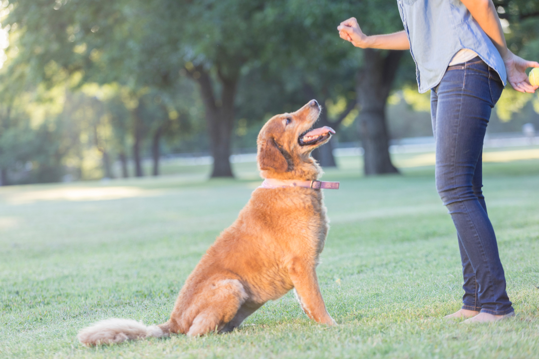 person gives dog a command