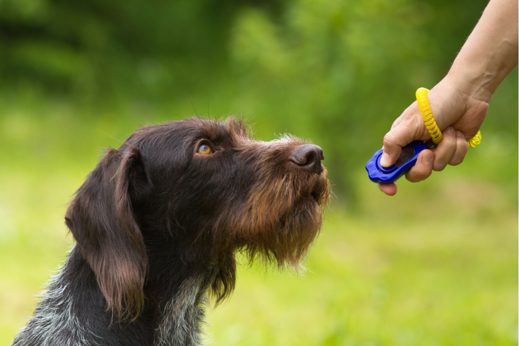 dog sitting with owner with clicker