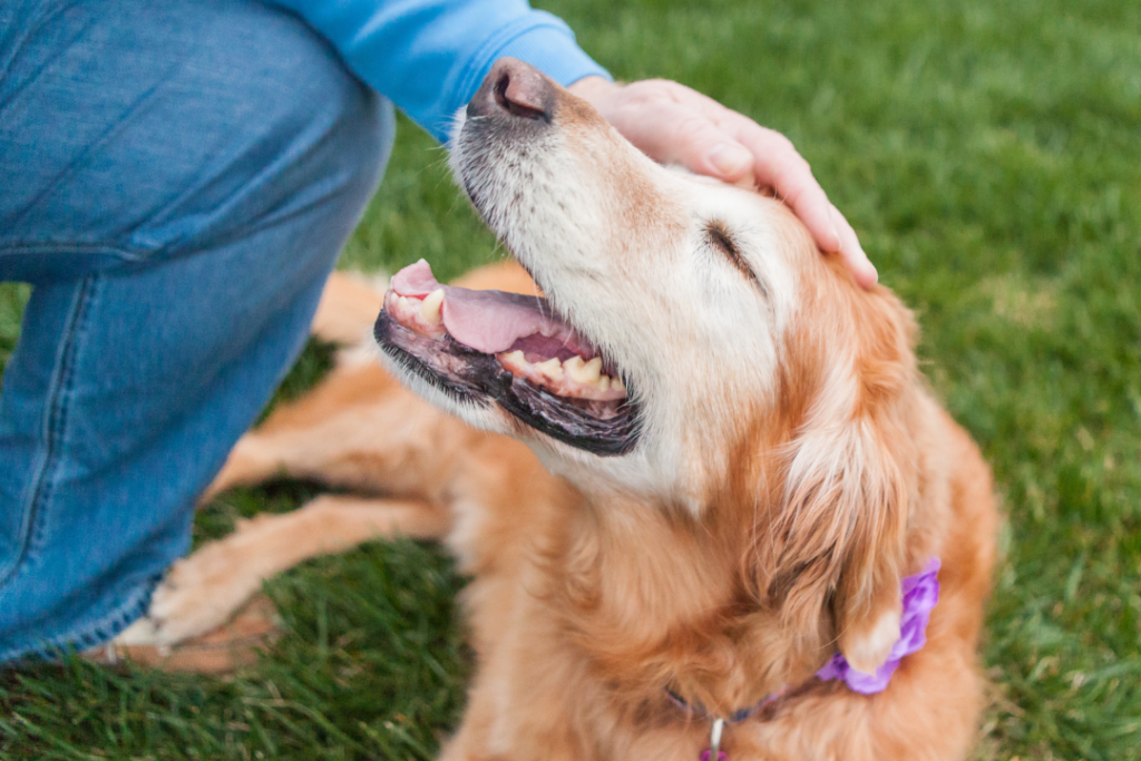 dog owner petting golden retriever