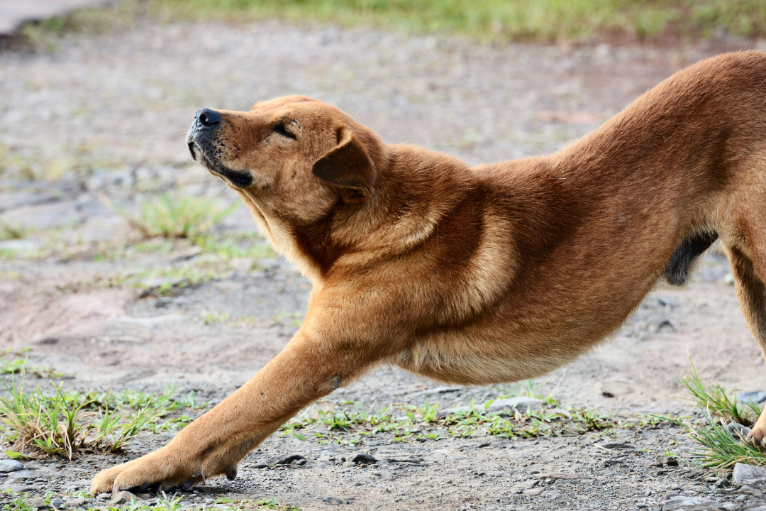 how-to-train-a-stray-dog-crt-k9