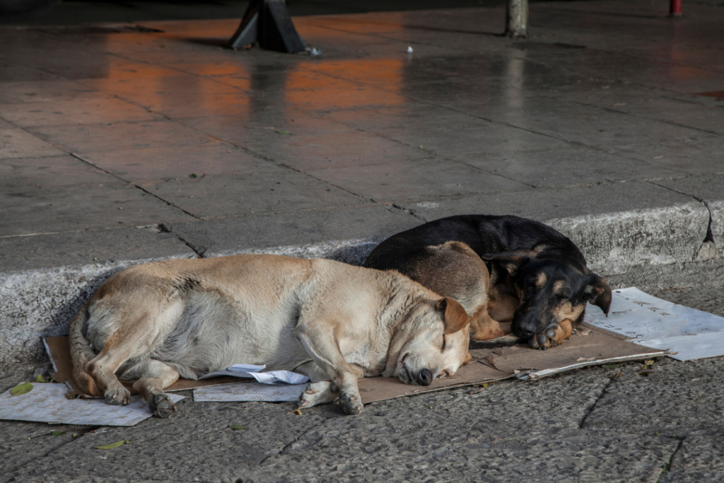 two stray dogs sleeping on cardboard outside