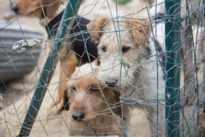 two dogs behind chain link fence