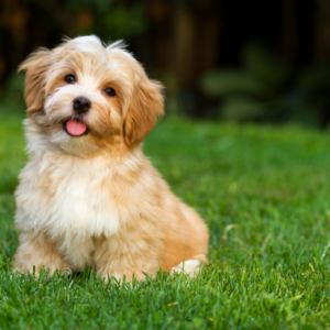 puppy sitting and staying