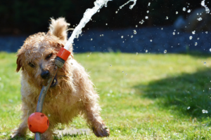 puppy running with a hose