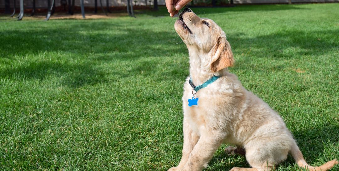 training a puppy to site