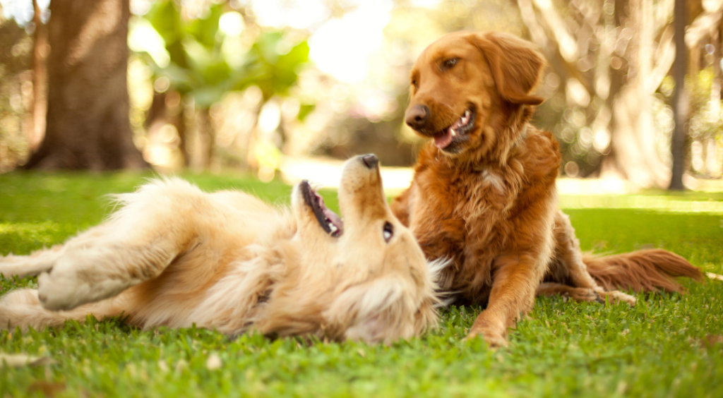 how to become a dog behaviorist