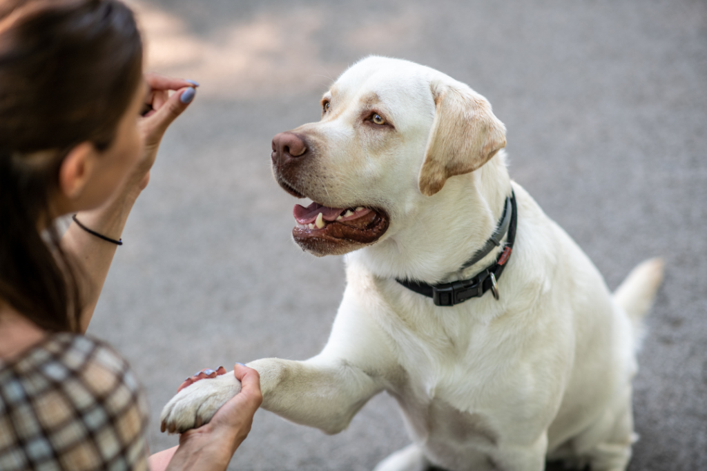 dog being taught by behaviourist