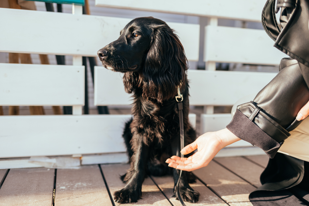 dog ignoring owners hand