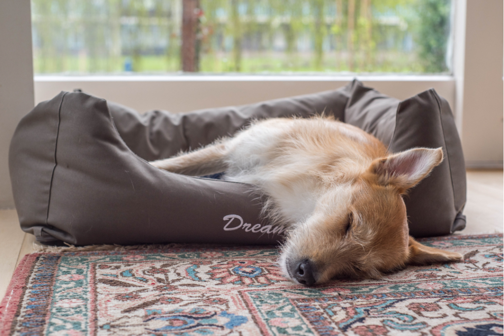 dog ignoring while lying on bed