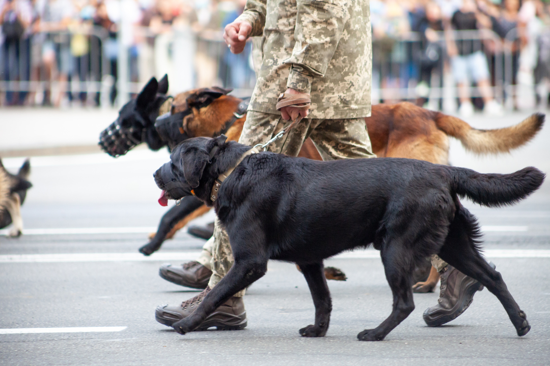 service dogs walking along owner