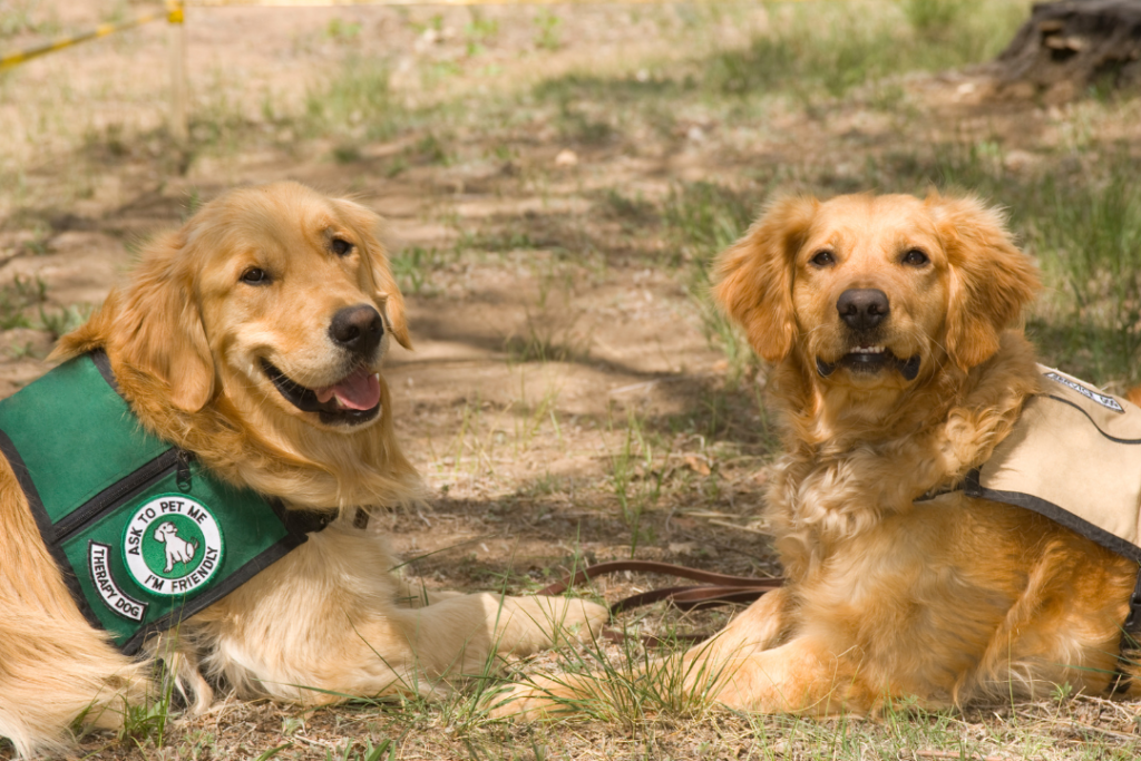 two dogs laying together