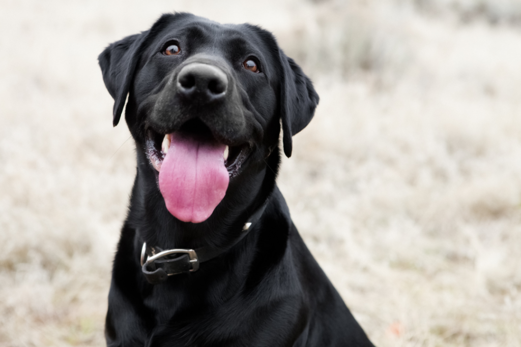 dog smiling at the camera