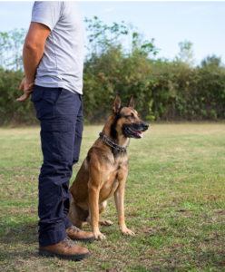 dog behaviorist with german shepherd