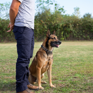 dog behaviorist with german shepherd