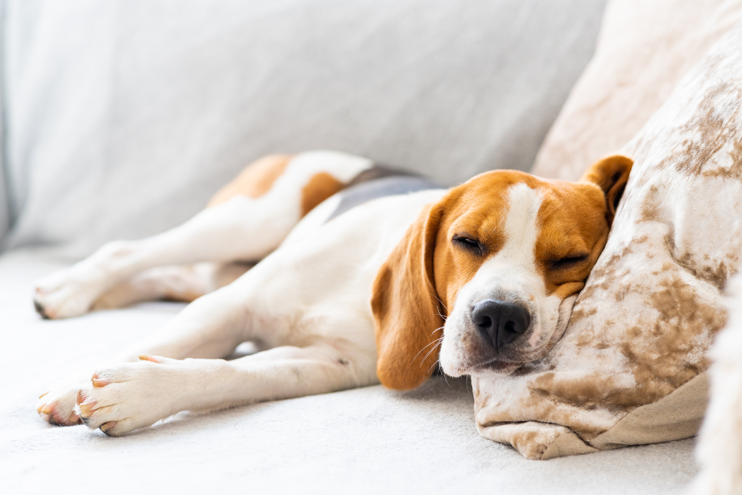 comforting dog with blanket