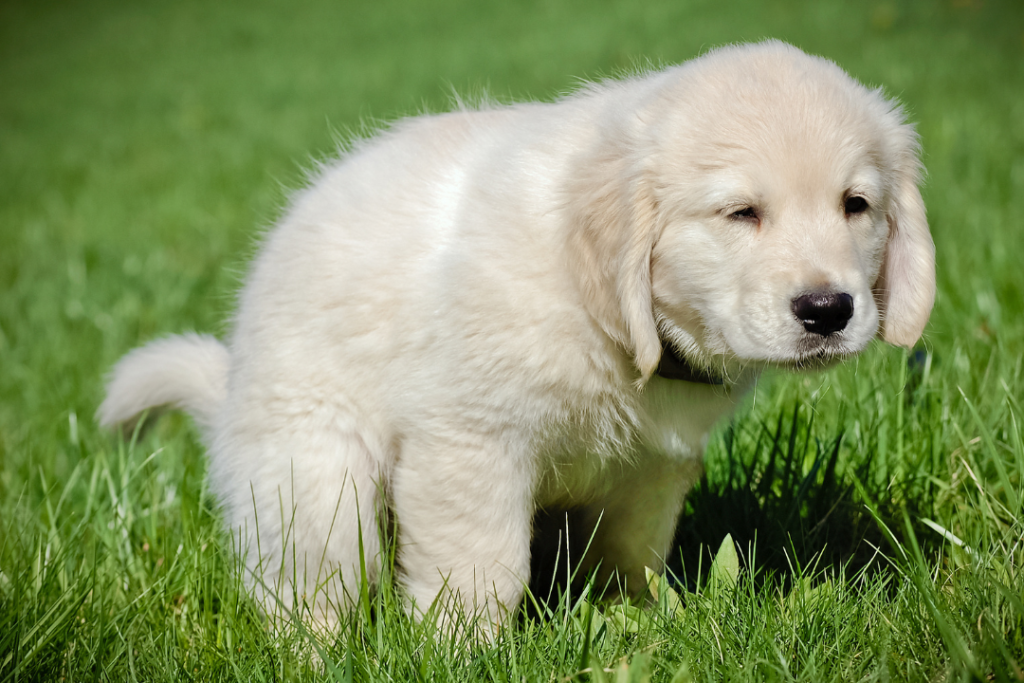 potty training puppy in grass