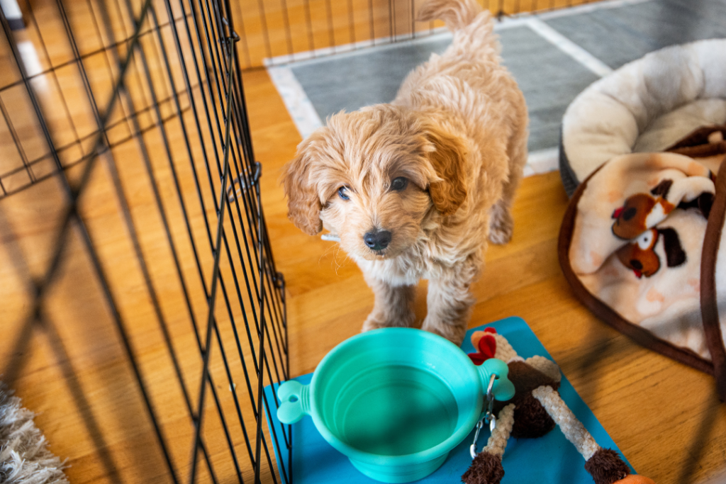 miniature golden doodle puppy and potty training