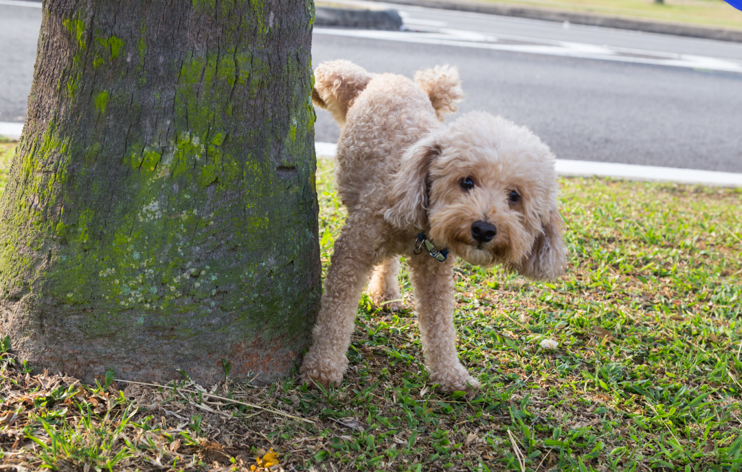 dog peeing on tree