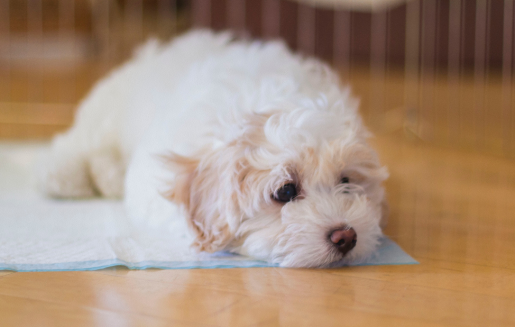 dog lying down on potty training mat