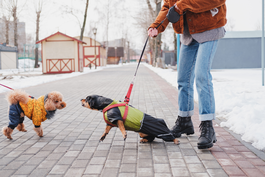 aggressive dog going for a dog