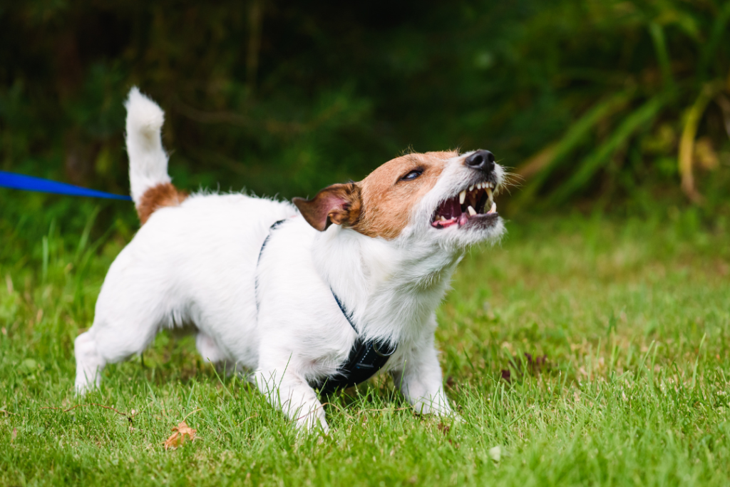 terrier growling in the grass