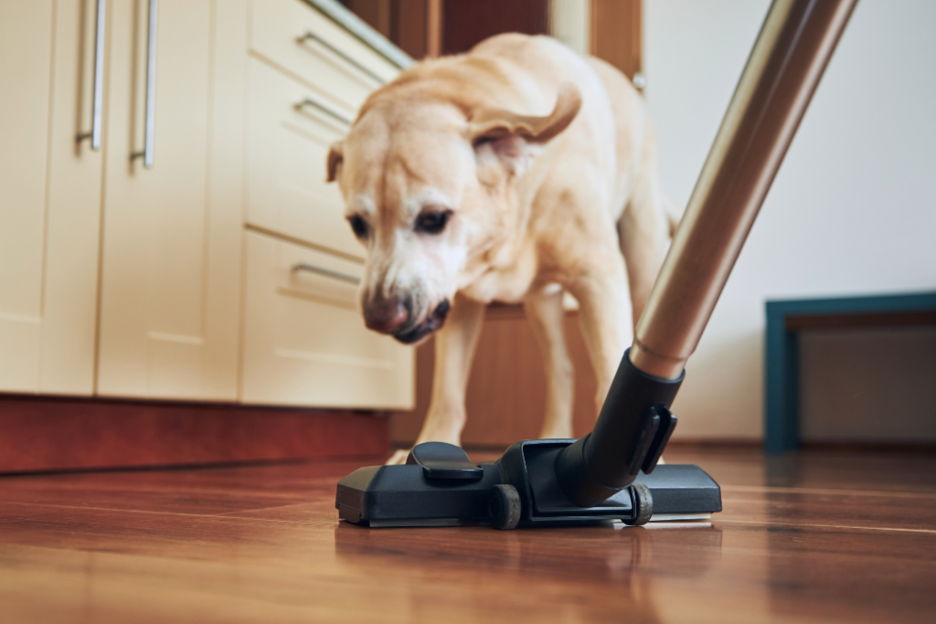 dog reactive towards a vacuum cleaner