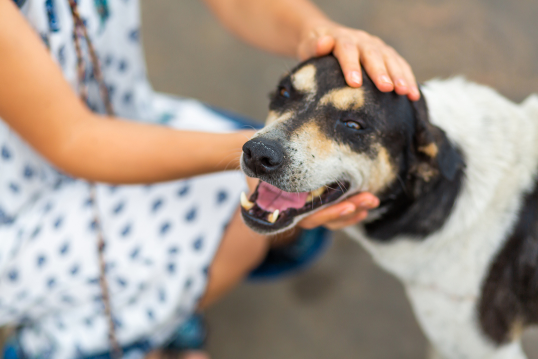 rescue dog getting pet on the head